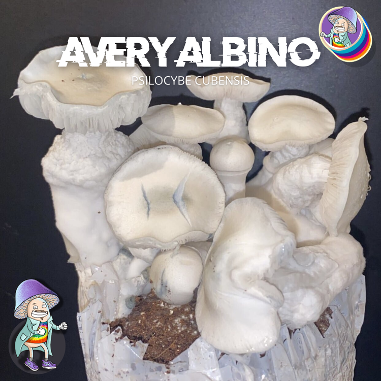 Cogumelo P. Cubensis – Avery Albino