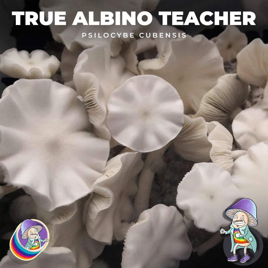 Cogumelo P. Cubensis - True Albino Teacher